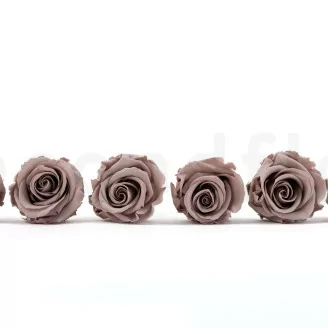 Rose stabilis&eacute;e L Noisette (x6)