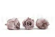 Preserved Rose L Hazelnut (x6) 4