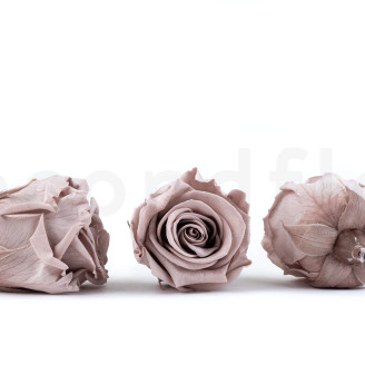 Preserved rose Verdissimo L - Box of 6 - Hazelnut