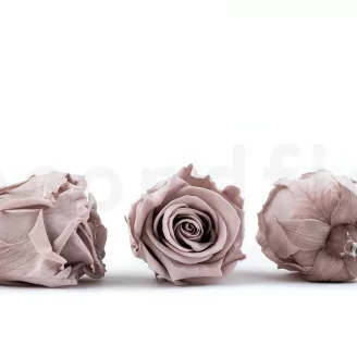 Rosa preservada L Avellana (x6)