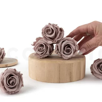 Rosa preservada L Avellana (x6)