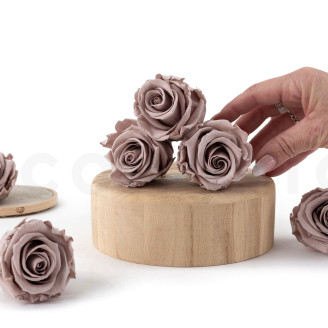 Rosa preservata Verdissimo L - Scatola da 6 - Hazelnut
