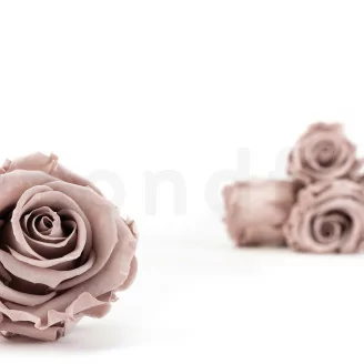 Rosa preservada L Avellana (x6)