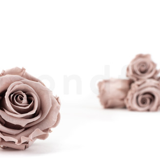 Stabilized rose Verdissimo L - Box of 6 - Hazelnut