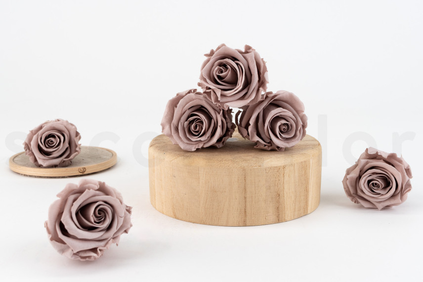 Rosa stabilizzata Verdissimo L - Scatola da 6 - Hazelnut