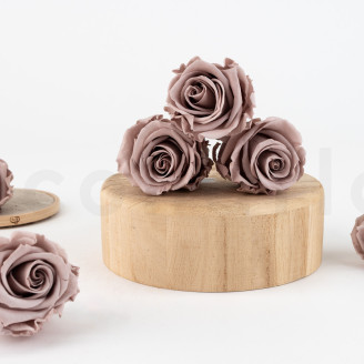 Preserved rose Verdissimo L - Box of 6 - Hazelnut