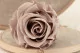 Preserved Rose L Hazelnut (x6) 3
