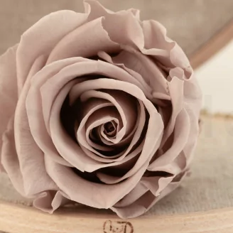 Rosa preservada L Avellana (x6)