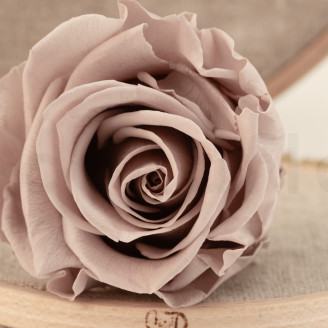 Stabilized rose Verdissimo L - Box of 6 - Hazelnut