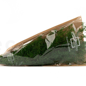 Asparagus Sprengeri Stabilized - Green