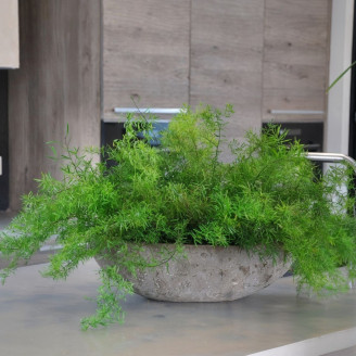 Sprengeri-Spargel Stabilisiert - Grün