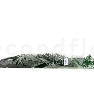 Asparagus Sprengeri Stabilizzato - Verde Scuro