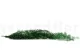 Preserved Asparagus Sprengeri Green 4
