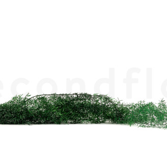 Asparagus Sprengeri Stabilized - Dark Green