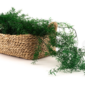 Konservierter Asparagus Sprengeri - Dunkelgrün