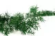 Preserved Asparagus Sprengeri Green 6