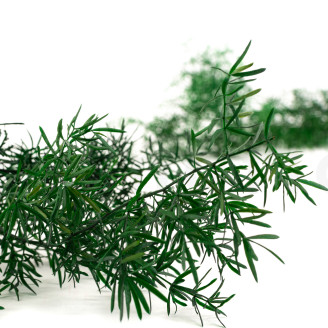 Asparagus Sprengeri Preservado - Verde Oscuro