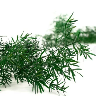 Preserved Asparagus Sprengeri Green