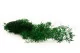 Preserved Asparagus Sprengeri Green 8