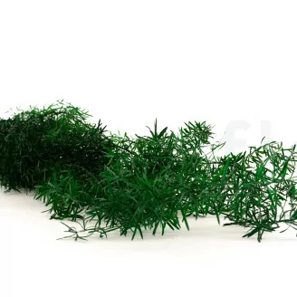 Asparagus Sprengeri stabilis&eacute; Vert