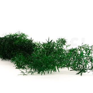 Asparagus Sprengeri Preservado - Verde Oscuro
