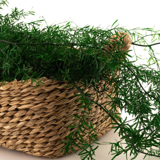 Asparagus Sprengeri Stabilized - Dark Green