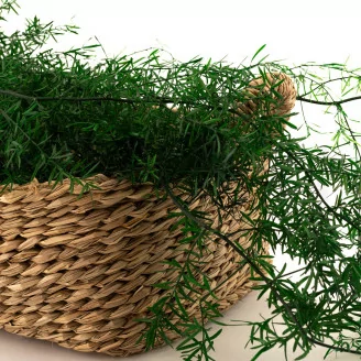 Preserved Asparagus Sprengeri Green
