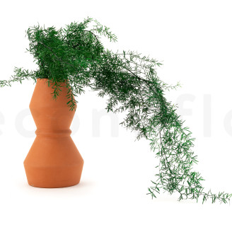 Asparagus Sprengeri Stabilized - Dark Green