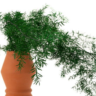 Asparagus Sprengeri Stabilizzato - Verde Scuro