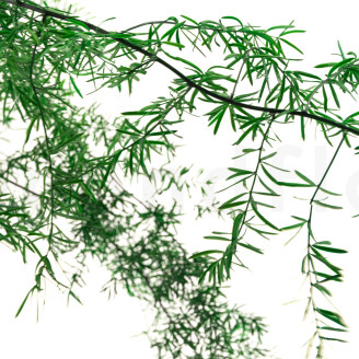 Asparagus Sprengeri Stabilizzato - Verde Scuro