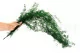 Esparraguera de Sprenger (Helecho esp&aacute;rrago) Verde 5