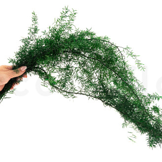 Asparagus Sprengeri Stabilized - Dark Green