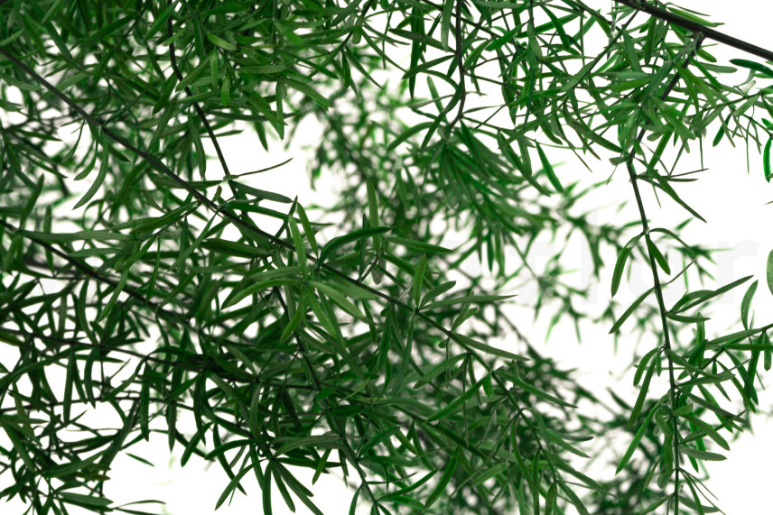 Asparagus Sprengeri Preserved - Dark Green