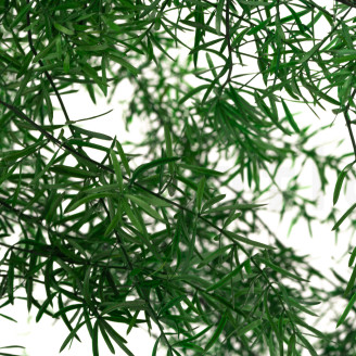 Asparagus Sprengeri Preservato - Verde Scuro