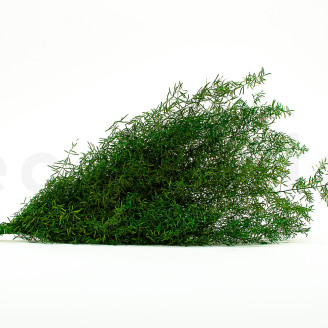 Asparagus Sprengeri Stabilized - Green