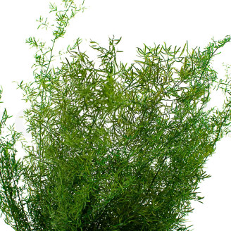 Sprengeri-Spargel Stabilisiert - Grün