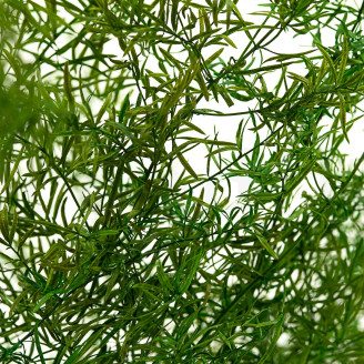 Sprengeri-Spargel Stabilisiert - Grün