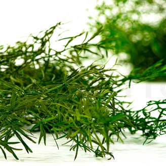 Asparagus Sprengeri Stabilisé - Vert
