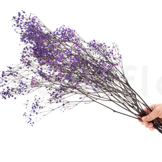 Stabilized Gypsophila - Bouquet - Lavender