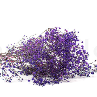 Gipsofila preservada - Ramo - Lavanda