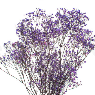 Gipsofila preservada - Ramo - Lavanda