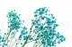 Preserved Gypsophila Light Blue 3