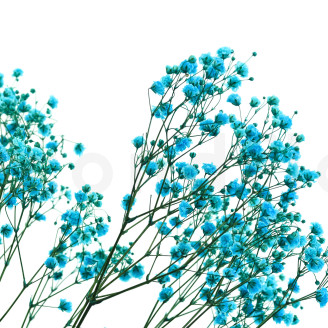 Stabilized Gypsophila - Bouquet - Light Blue
