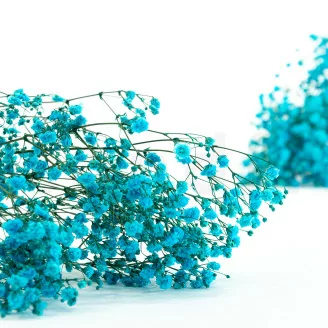 Preserved Gypsophila Light Blue