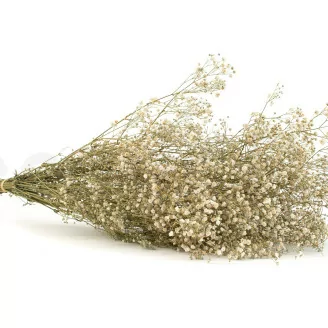 Gipsofila preservada Natural