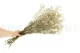 Gypsophile stabilis&eacute; Naturel 3