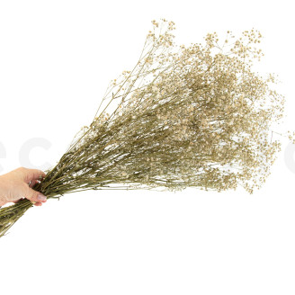 Gypsophila Stabilized - Natural