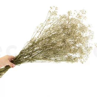 Preserved Gypsophila Natural