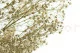 Gypsophile stabilis&eacute; Naturel 4