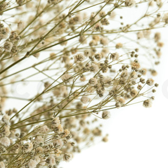 Gypsophila stabilizzata - Naturale